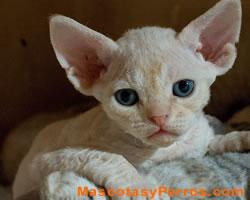 Fotos de gatos Devon Rex Fotos de gatos Devon Rex