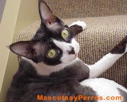 Fotos de gatos Devon Rex Fotos de gatos Devon Rex