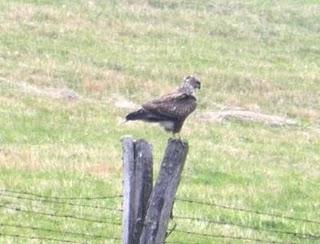 Ratoneros omnipresentes Ratoneros omnipresentes