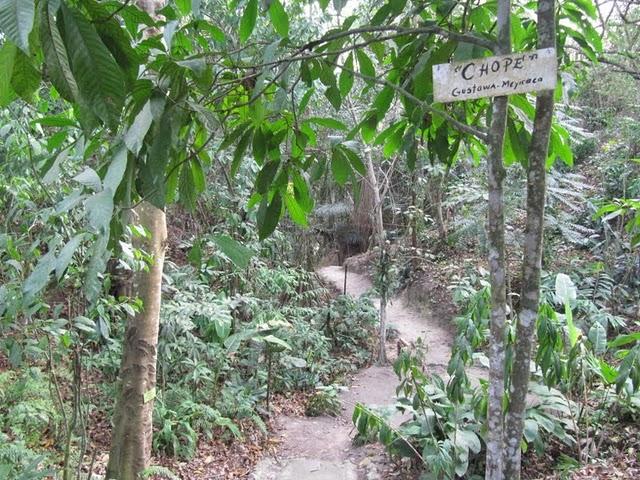 TREKKING EN LA SELVA II: HACIA LA CIMA DEL MORRO DE CALZADA TREKKING EN LA SELVA II: HACIA LA CIMA DEL MORRO DE CALZADA
