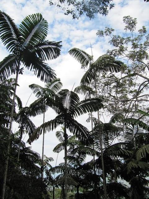 TREKKING EN LA SELVA II: HACIA LA CIMA DEL MORRO DE CALZADA TREKKING EN LA SELVA II: HACIA LA CIMA DEL MORRO DE CALZADA