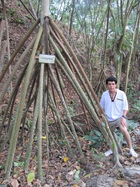 TREKKING EN LA SELVA II: HACIA LA CIMA DEL MORRO DE CALZADA TREKKING EN LA SELVA II: HACIA LA CIMA DEL MORRO DE CALZADA