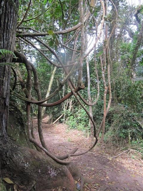 TREKKING EN LA SELVA II: HACIA LA CIMA DEL MORRO DE CALZADA TREKKING EN LA SELVA II: HACIA LA CIMA DEL MORRO DE CALZADA