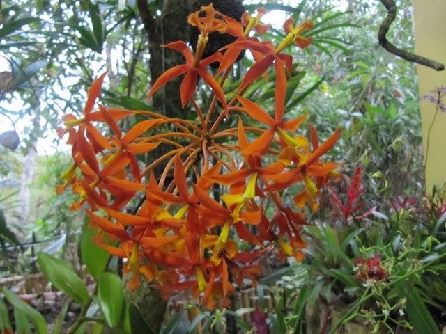 TREKKING EN LA SELVA II: HACIA LA CIMA DEL MORRO DE CALZADA TREKKING EN LA SELVA II: HACIA LA CIMA DEL MORRO DE CALZADA