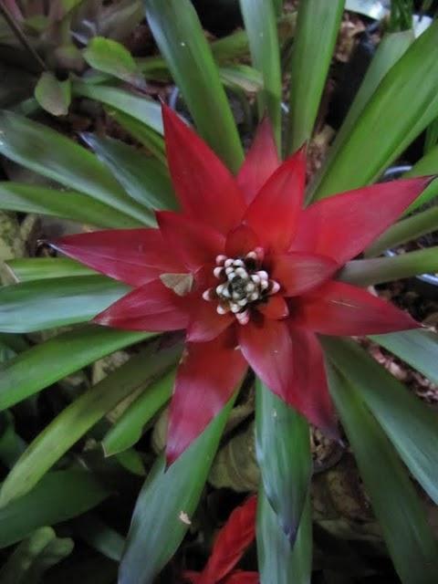 TREKKING EN LA SELVA II: HACIA LA CIMA DEL MORRO DE CALZADA TREKKING EN LA SELVA II: HACIA LA CIMA DEL MORRO DE CALZADA