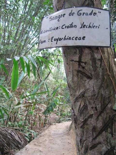 TREKKING EN LA SELVA II: HACIA LA CIMA DEL MORRO DE CALZADA TREKKING EN LA SELVA II: HACIA LA CIMA DEL MORRO DE CALZADA