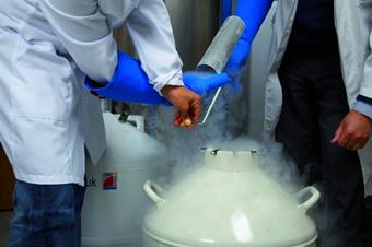 Células madre a partir de la grasa de la liposucción Células madre a partir de la grasa de la liposucción