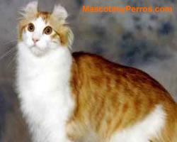 American Curl Cornish Rex