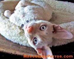 Fotos de gatos Cornish Rex Fotos de gatos Cornish Rex