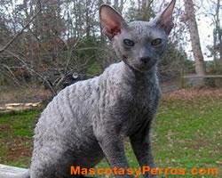 Fotos de gatos Cornish Rex Fotos de gatos Cornish Rex