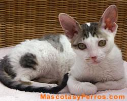 Fotos de gatos Cornish Rex Fotos de gatos Cornish Rex