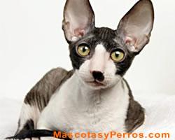 Fotos de gatos Cornish Rex Fotos de gatos Cornish Rex