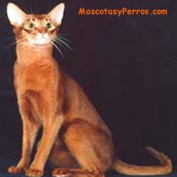 Abisinio Cornish Rex