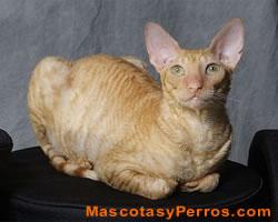Fotos de gatos Cornish Rex Fotos de gatos Cornish Rex