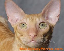 Fotos de gatos Cornish Rex Fotos de gatos Cornish Rex