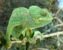 Nacen en el Zoobotánico de Jerez 29 crías de camaleón Nacen en el Zoobotánico de Jerez 29 crías de camaleón