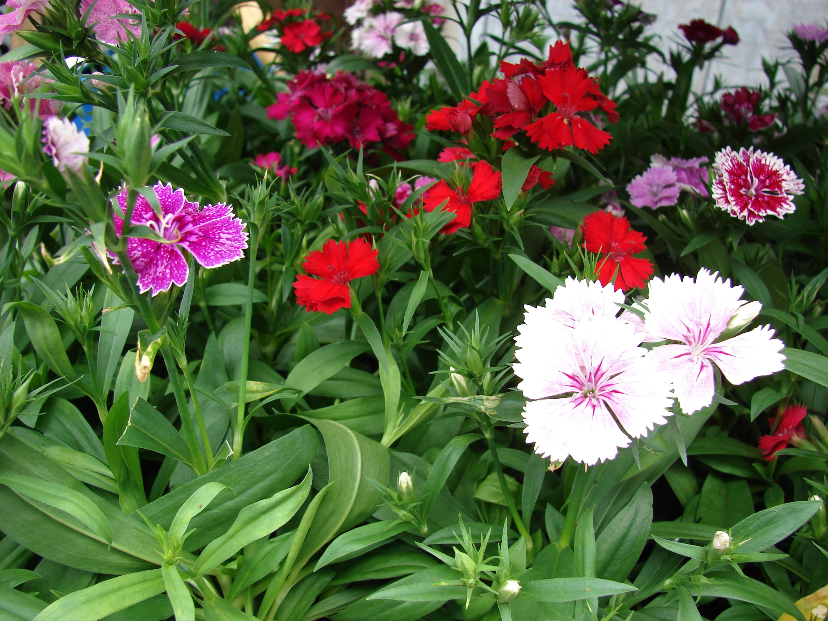 Los bonitos y coloridos Dianthus