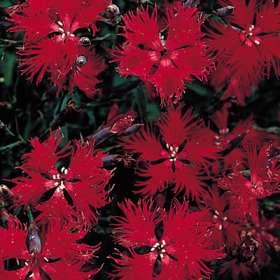 Los bonitos y coloridos Dianthus