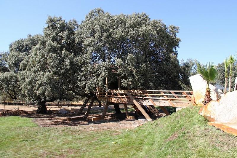 La casa en el árbol enraizada. Rooted treehouse. La casa en el árbol enraizada.