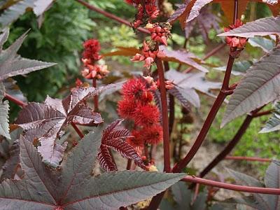 Por el Condado de Cork: Kinsale, Blarney y Cobh Por el Condado de Cork: Kinsale, Blarney y Cobh