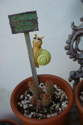 Mucho calor ... cactus felices Mucho calor ... cactus felices