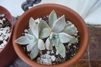 Mucho calor ... cactus felices Mucho calor ... cactus felices