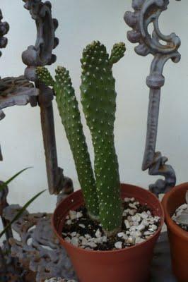 Mucho calor ... cactus felices Mucho calor ... cactus felices