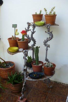 Mucho calor ... cactus felices Mucho calor ... cactus felices