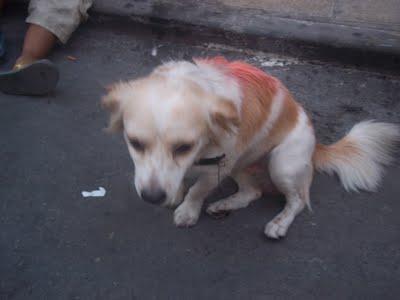 PANCHO,pequeño peludo pintado de rojo LA CRUELDAD DE LA CALLE. Necesita adopción URGENTE !!