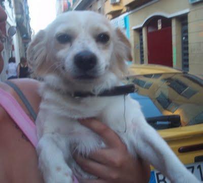 PANCHO,pequeño peludo pintado de rojo LA CRUELDAD DE LA CALLE. Necesita adopción URGENTE !!