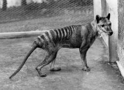75 años de la desaparición del tigre de Tasmania
