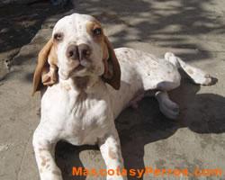 Fotos de raza de perros Catalburun Fotos de raza de perros Catalburun