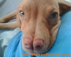 Fotos de raza de perros Catalburun Fotos de raza de perros Catalburun