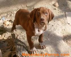 Fotos de raza de perros Catalburun Fotos de raza de perros Catalburun