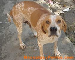 Fotos de raza de perros Catalburun Fotos de raza de perros Catalburun