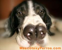 Fotos de raza de perros Catalburun Fotos de raza de perros Catalburun