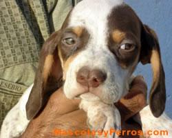 Fotos de raza de perros Catalburun Fotos de raza de perros Catalburun