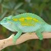 Chamaeleo Rudis Catalburun