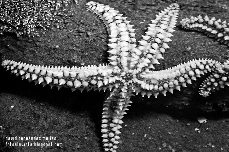 Detalle de estrella de mar en el Aquarium de O Grove, Pontevedra, Galicia
