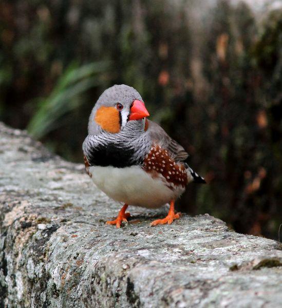 Diamante Mandarin