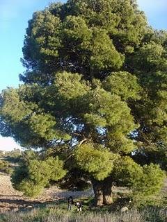 Árboles singulares de Huesca - Pino de Gurrea de Gállego