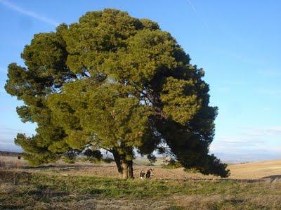 Árboles singulares de Huesca - Pino de Gurrea de Gállego