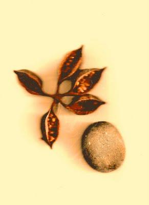 LAS CUATRO ENFERMEDADES DEL AÑO LAS CUATRO ENFERMEDADES DEL AÑO