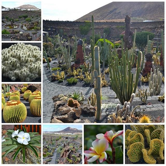 Jardín de Cactus Jardín de Cactus