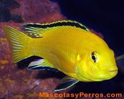 Fotos de peces amarillos electricos Fotos de peces amarillos electricos