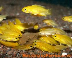 Fotos de peces amarillos electricos Fotos de peces amarillos electricos
