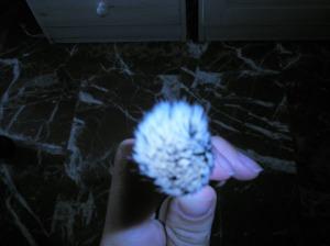 OLYMPUS DIGITAL CAMERA Mis brochas de abbamart (las que tengo de momento)