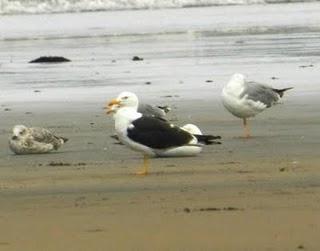 Mix de gaviotas (1) Mix de gaviotas (1)
