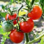 tomate comp plantas medicinales