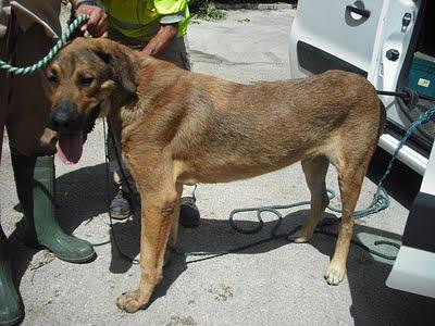 Mastín muy noble ¡SACRIFICAN! Perrera de Jerez (Cadiz)